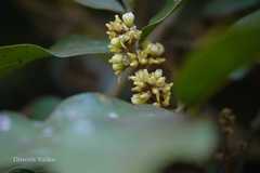 Glycosmis pentaphylla